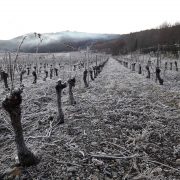NEWSLETTER : Les Vins d'Ardèche vous souhaite une belle année 2020
