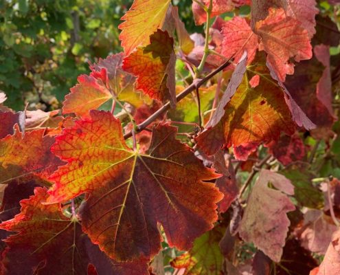 Les Vins d'Ardèche - automne