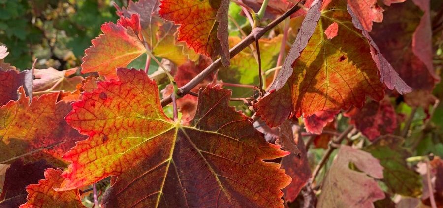 Les Vins d'Ardèche - automne