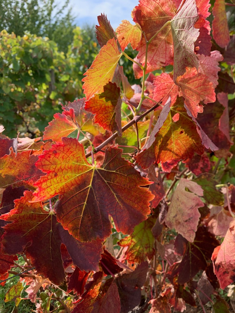 Les Vins d'Ardèche - automne