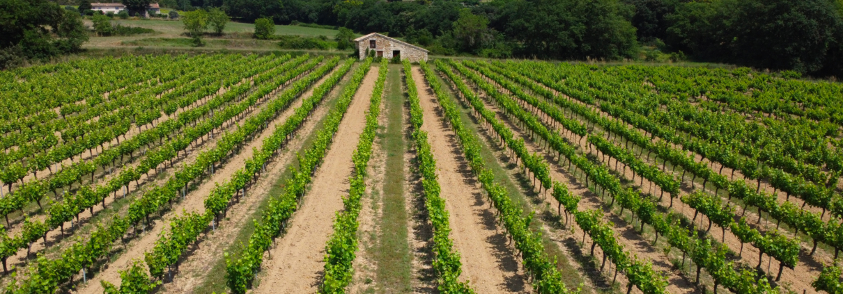 Découvrir les vins d’Ardèche : 4 activités coup de cœur pour une escapade estivale